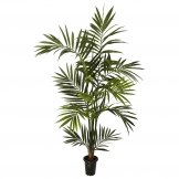 6 foot Kentia Palm Tree: Potted