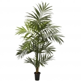 7 foot Kentia Palm Tree: Potted