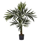 5 foot Kentia Tree: Potted