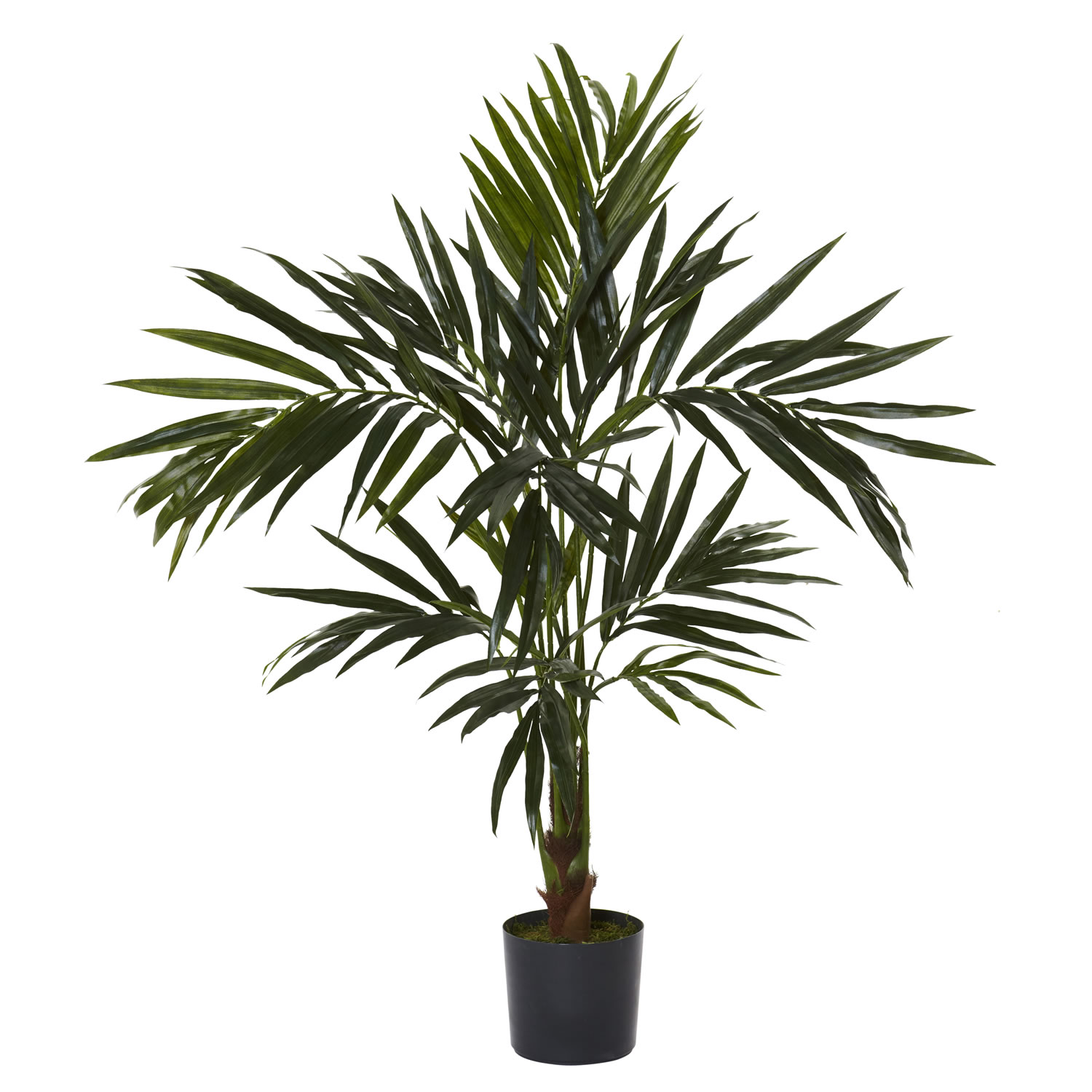 5 foot Kentia Tree: Potted