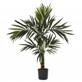 5 foot Kentia Tree: Potted