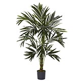 6 foot Kentia Tree: Potted