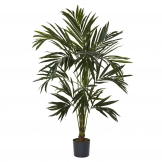 6 foot Kentia Tree: Potted