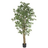 6 foot Japanese Maple Tree: Potted