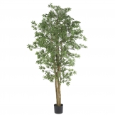 6 foot Japanese Maple Tree: Potted
