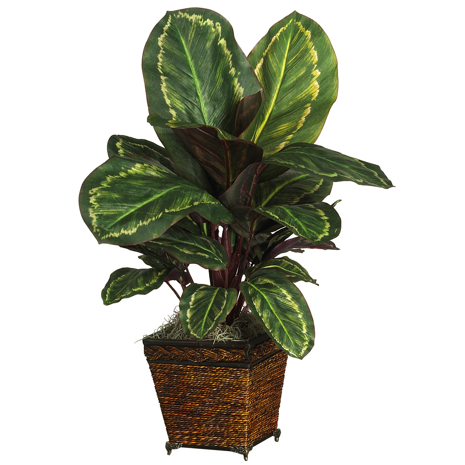 26 inch Maranta in Basket