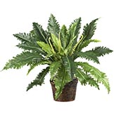 22 inch Dracaena Marginata Plant in Wicker Basket