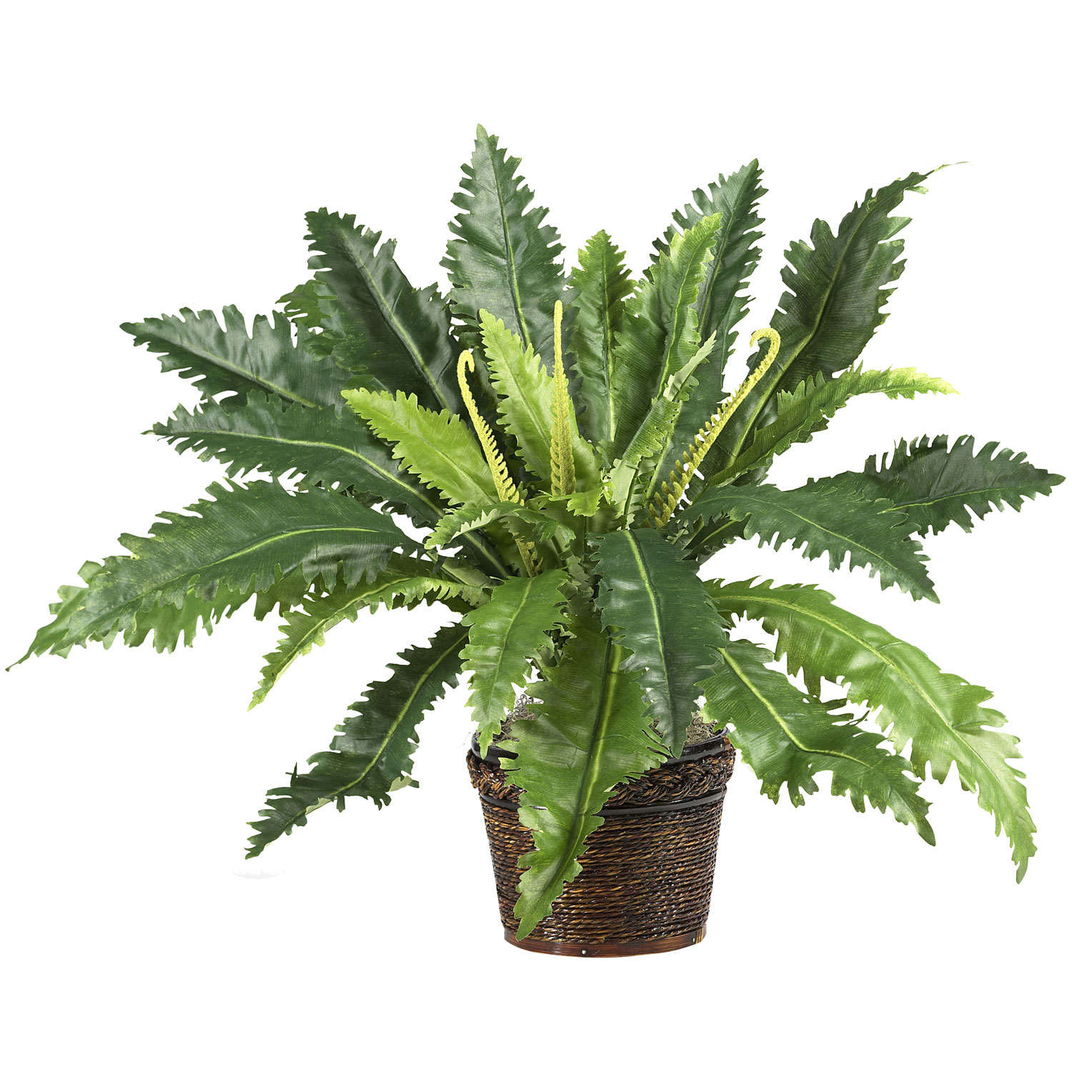 22 inch Dracaena Marginata Plant in Wicker Basket
