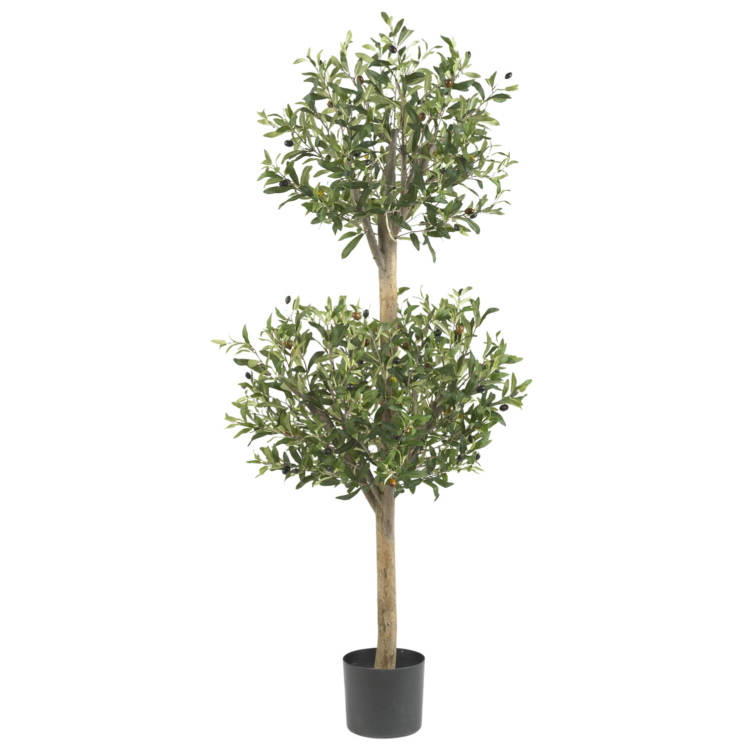4.5 Foot Olive Double Ball Topiary Tree: Potted