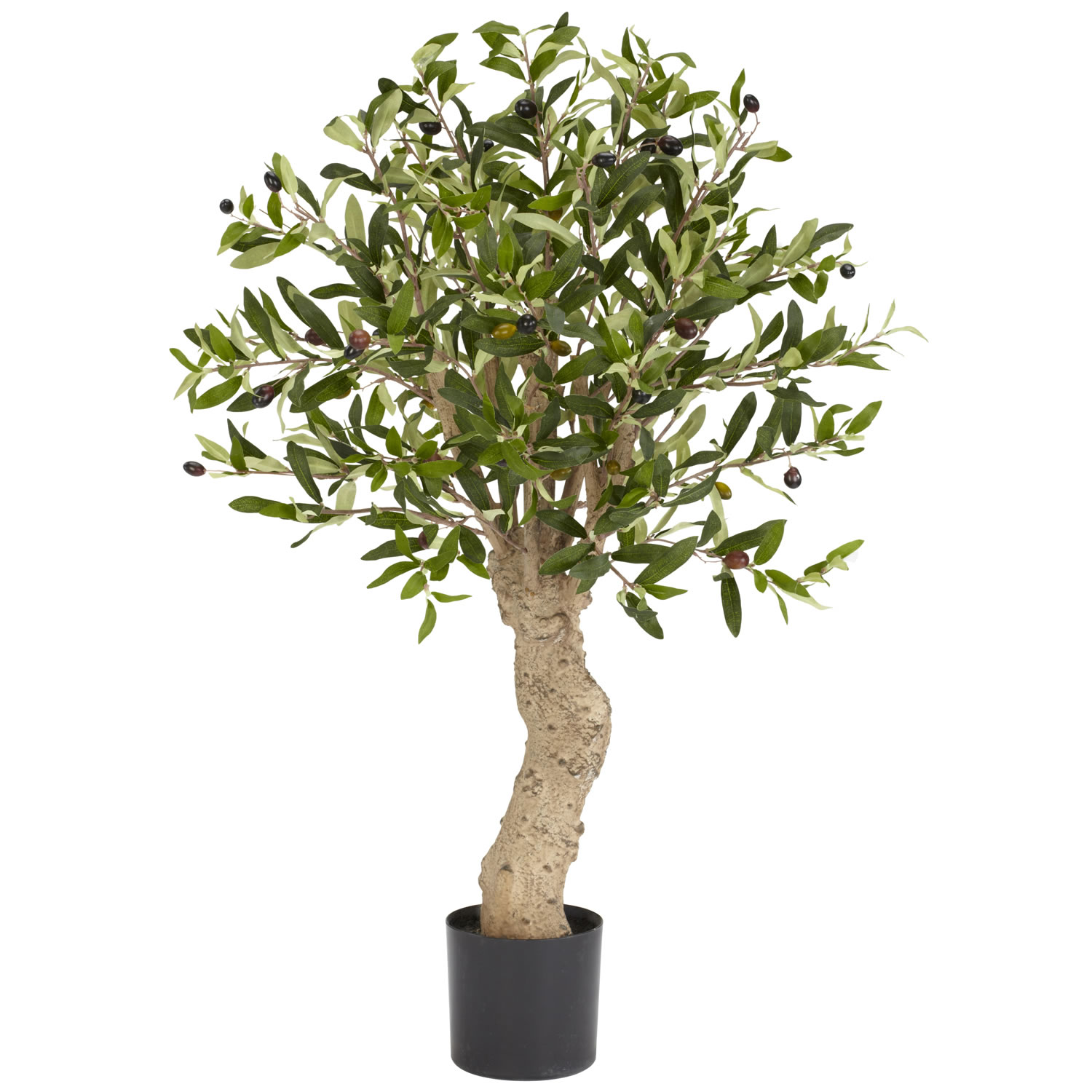 2.5 Foot Olive Tree: Potted