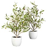 18 inch Olive Tree in Vase (Set of 2)