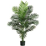 5 foot Paradise Palm: Potted