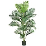 7 foot Paradise Palm: Potted