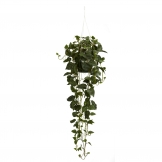 44 inch Philodendron Hanging Basket
