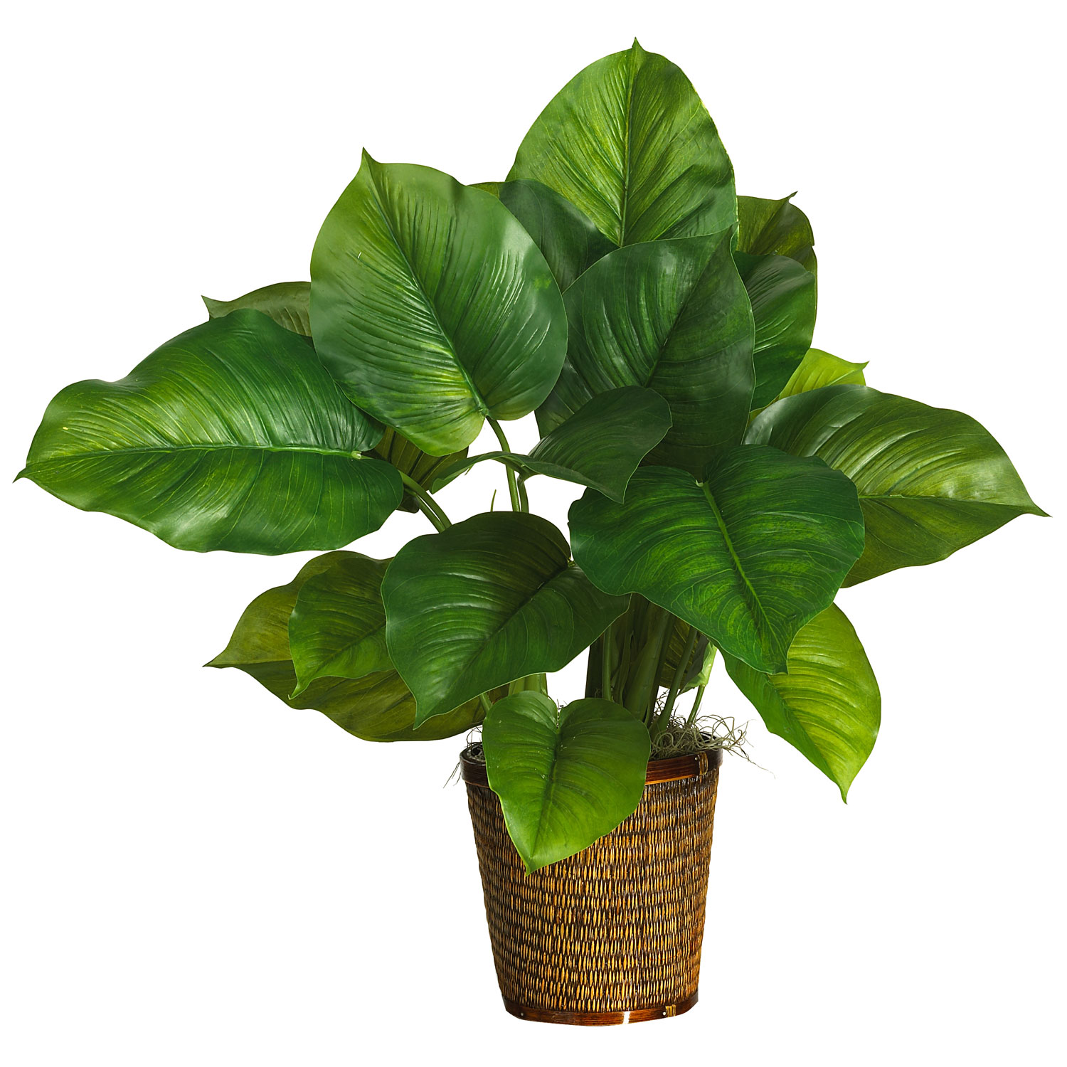 29 Inch Large Leaf Philodendron In Planter