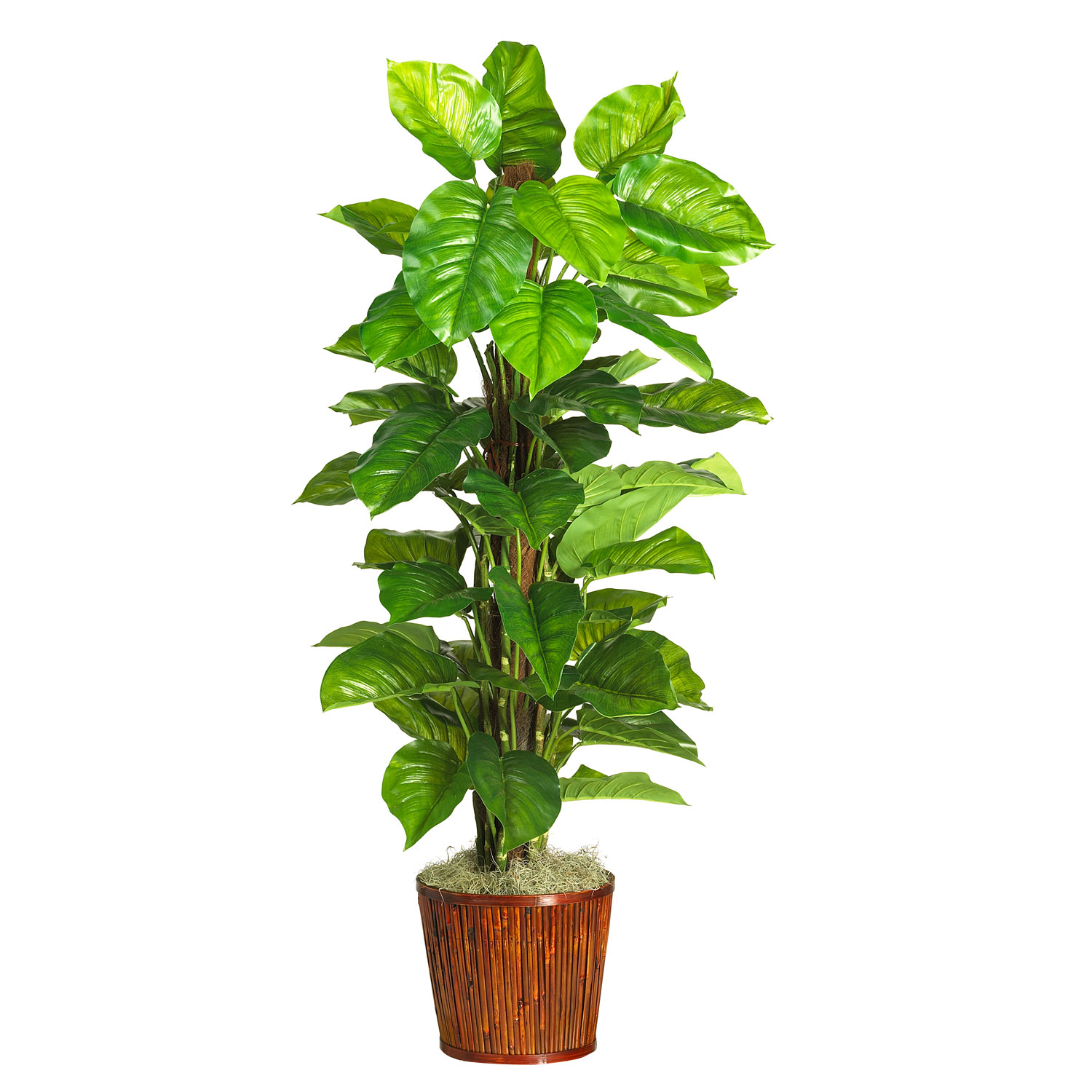 63 Inch Large Leaf Philodendron In Basket