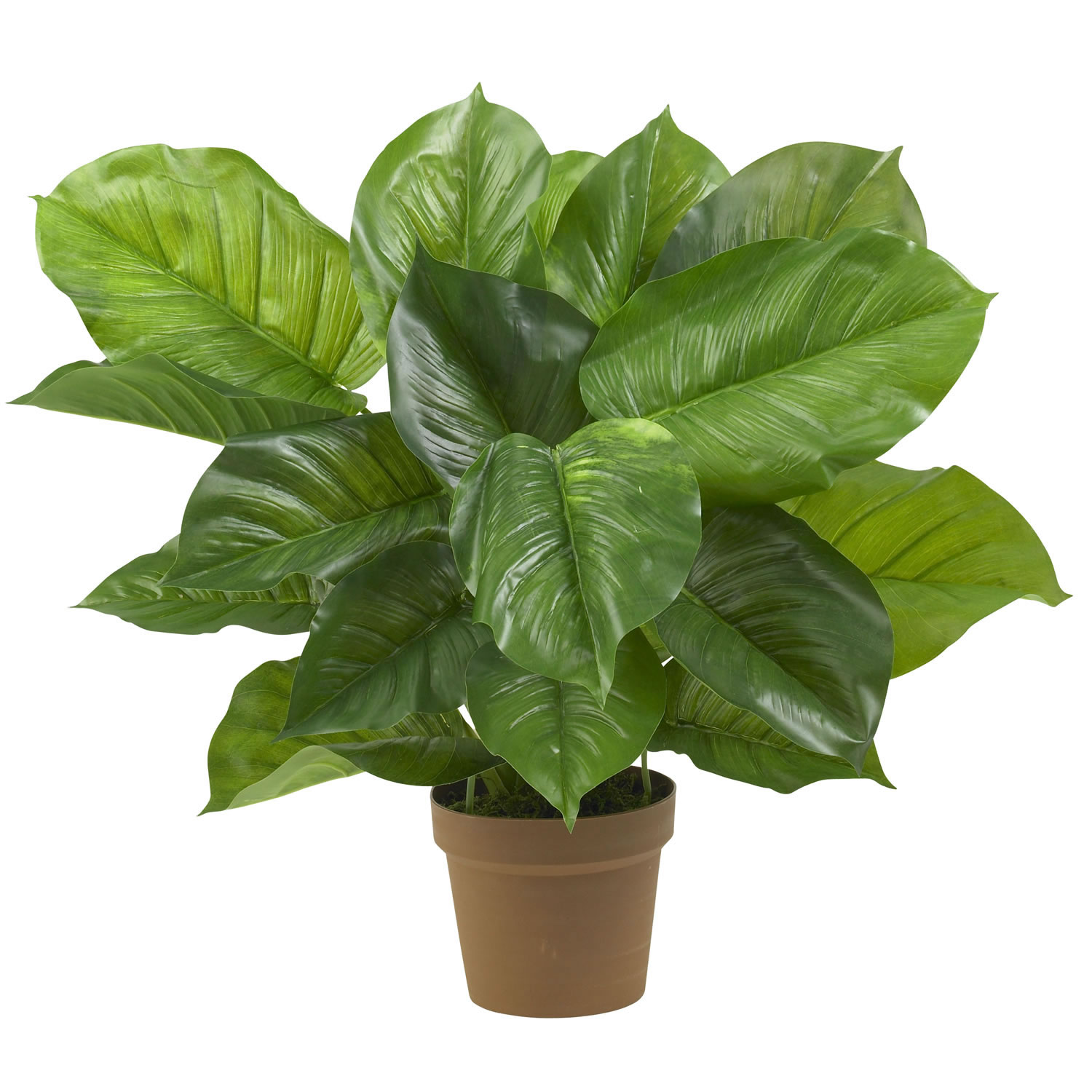 27 Inch Large Leaf Philodendron: Potted