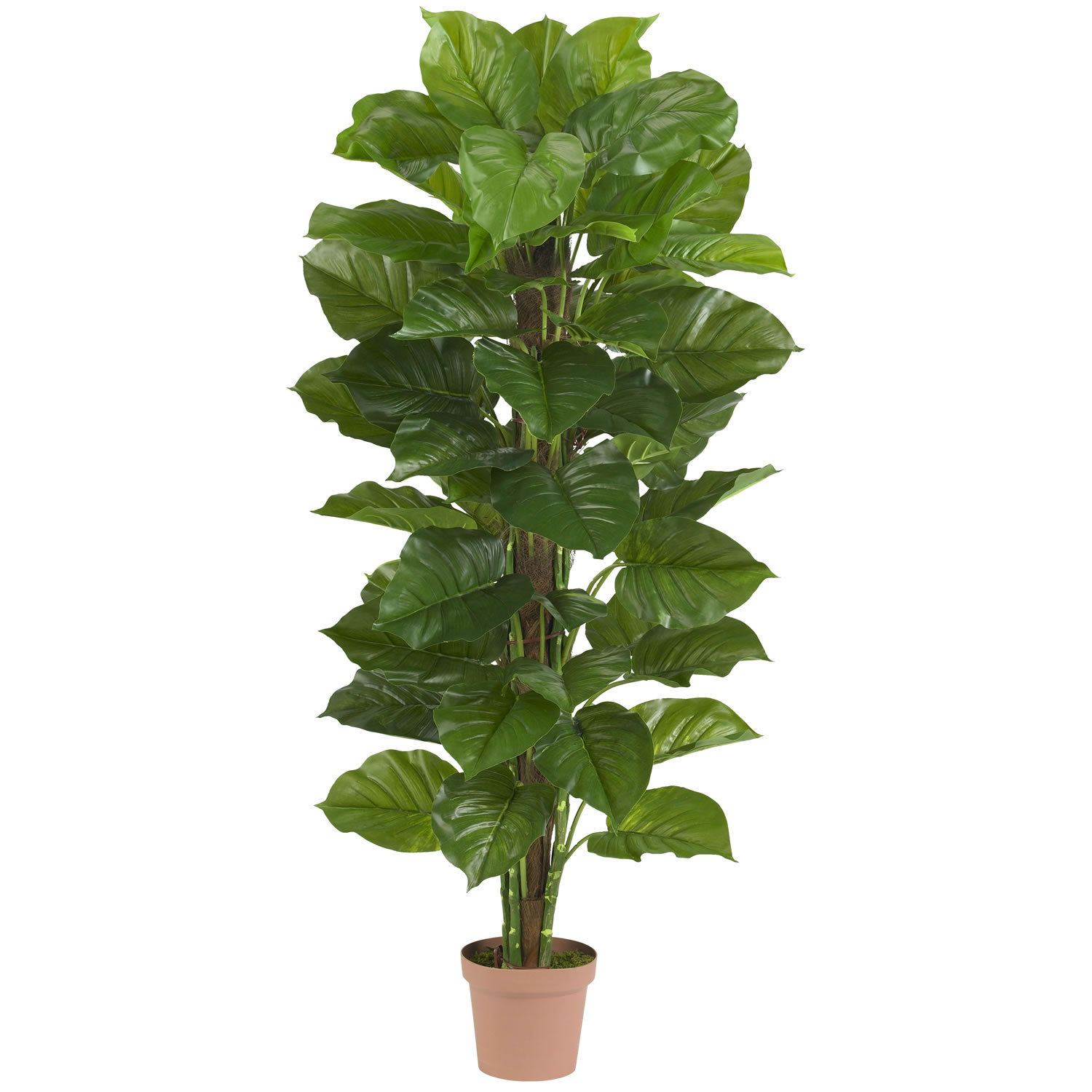 63 Inch Large Leaf Philodendron: Potted