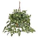 26 inch Pothos in Hanging Basket