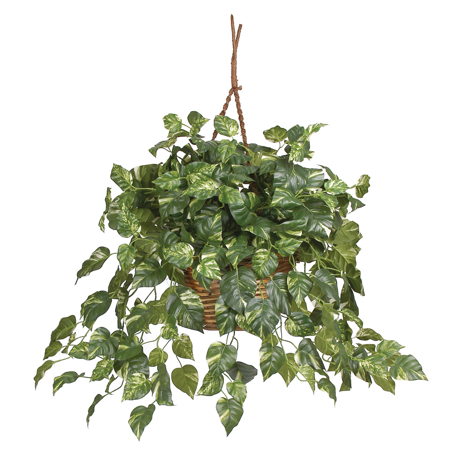 inch Pothos Hanging Basket