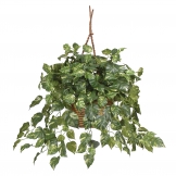 26 inch Pothos in Hanging Basket