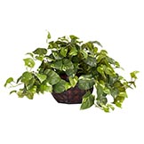 15 inch Pothos in Decorative Planter