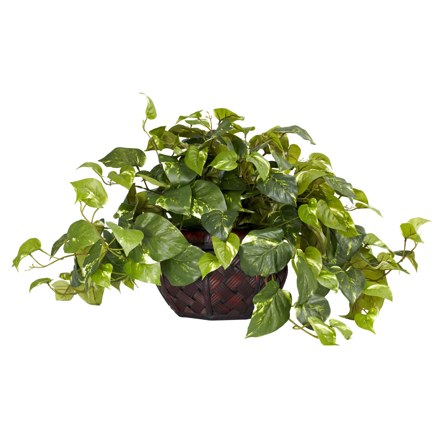 15 inch Pothos in Decorative Planter