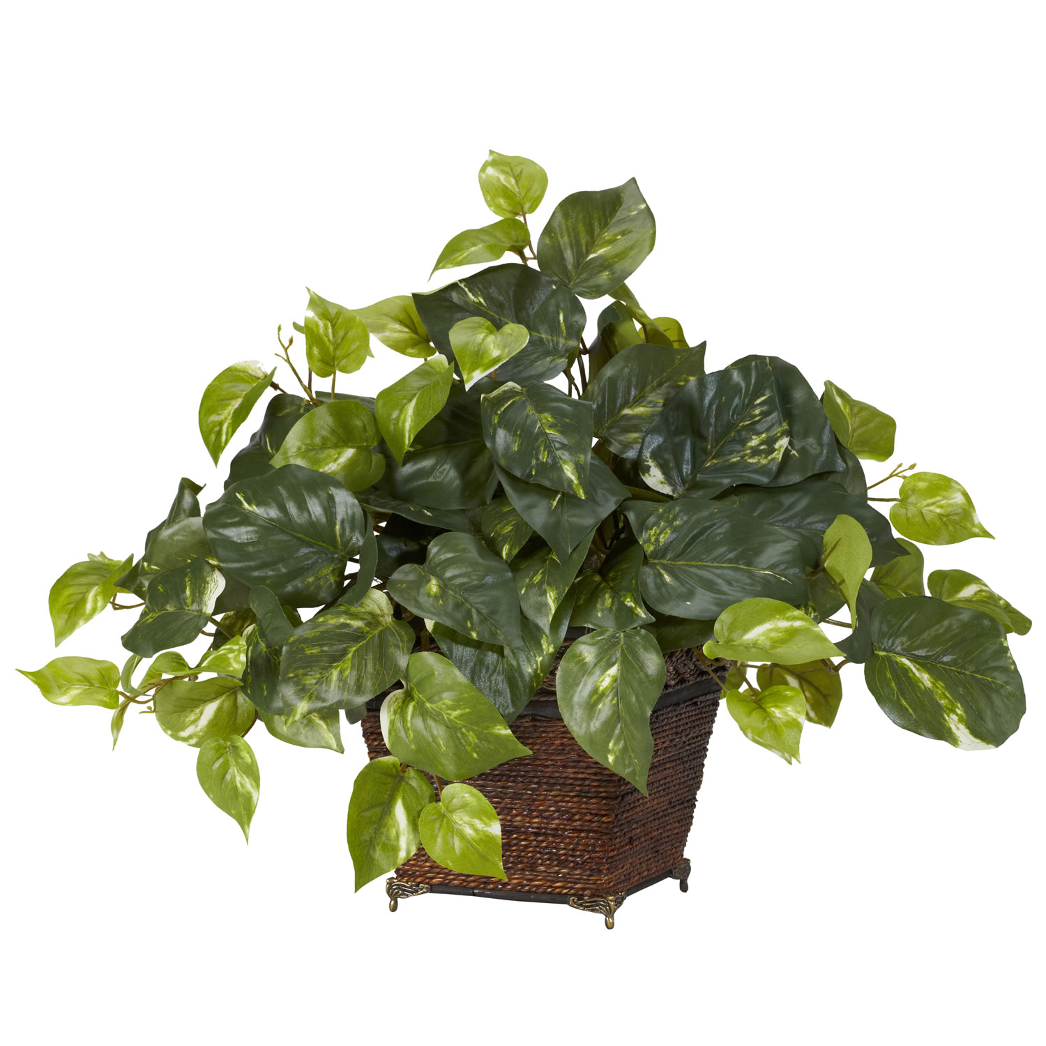 17 Inch Pothos In Coiled Rope Planter