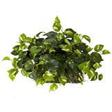 15 inch Pothos Set on Foam Sheet