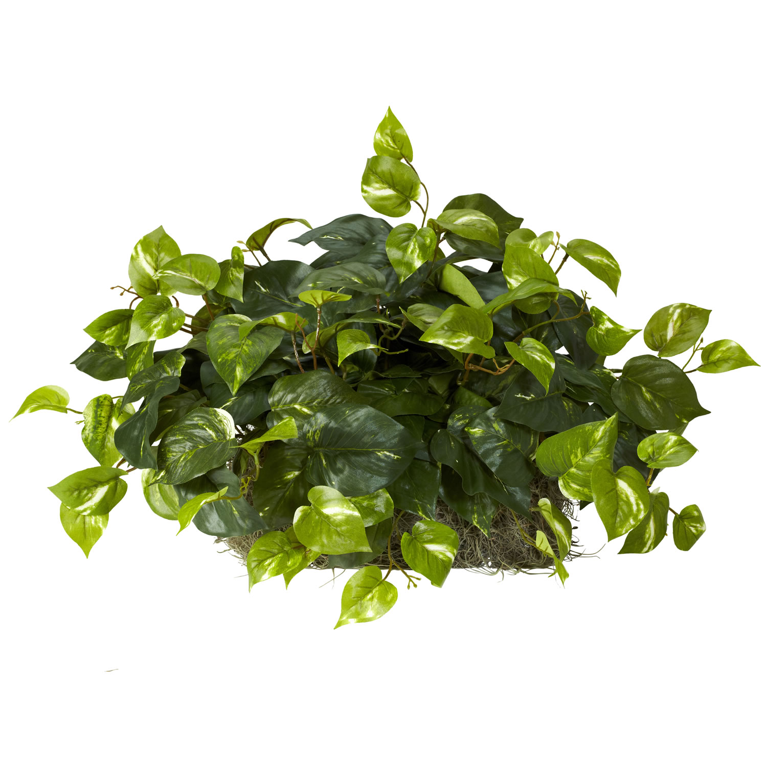 15 Inch Pothos Set On Foam Sheet