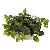 14 inch Pothos in White Wash Planter
