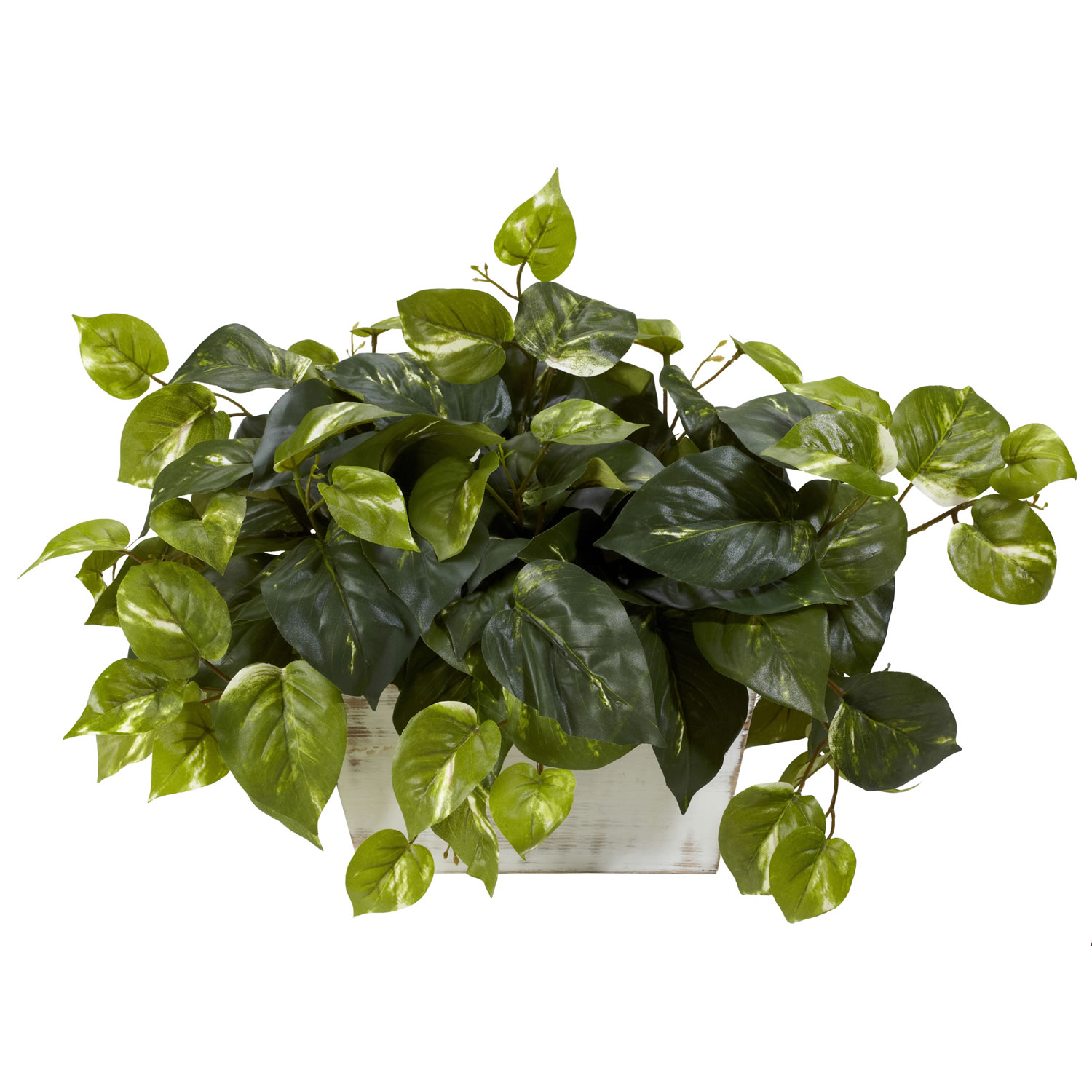 14 Inch Pothos In White Wash Planter