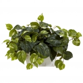 14 inch Pothos in White Wash Planter