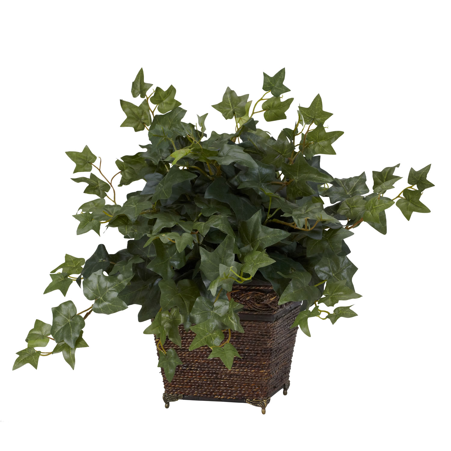 17 Inch Puff Ivy In Coiled Rope Planter