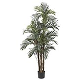5 foot Robellini Palm Tree: Potted