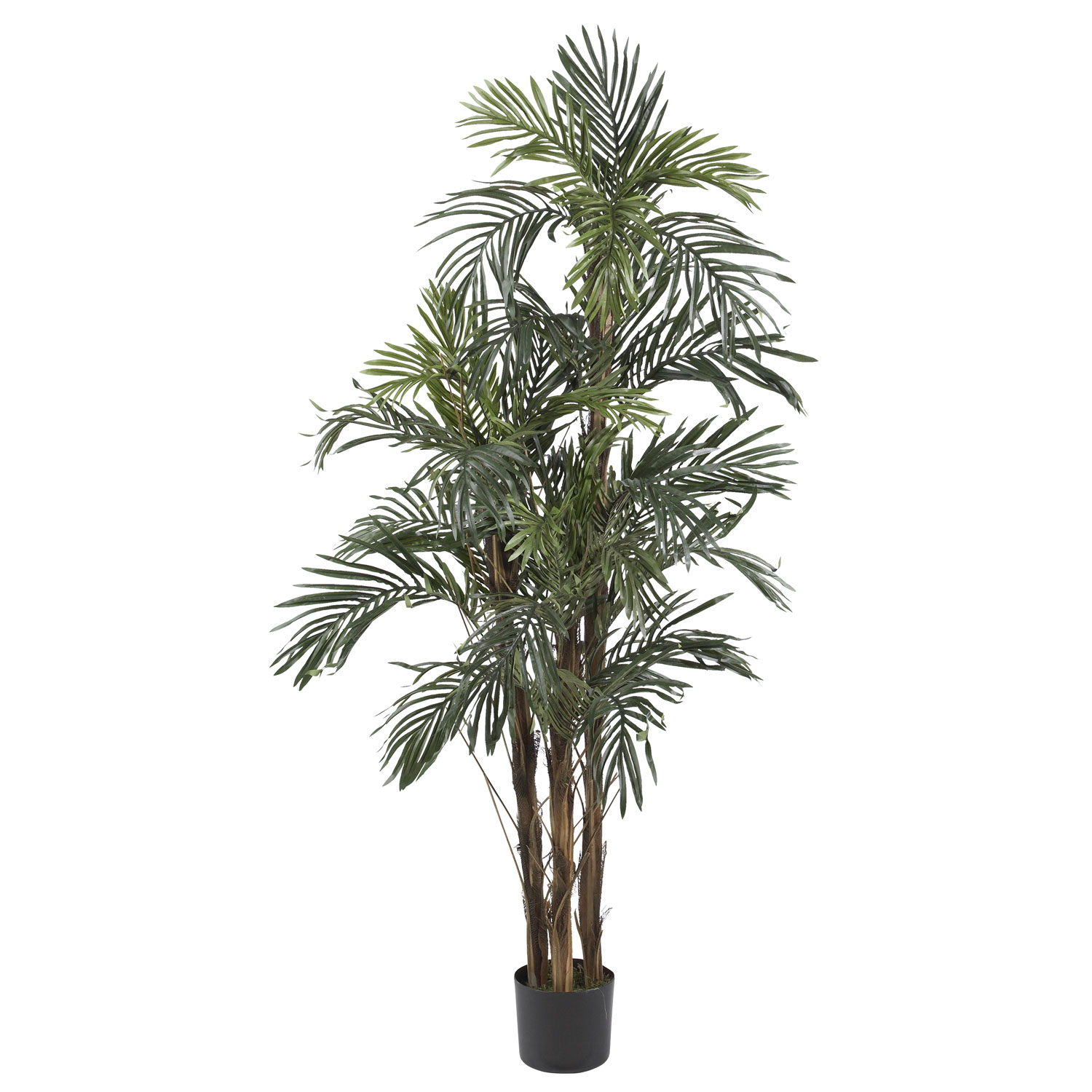 5 foot Robellini Palm Tree: Potted