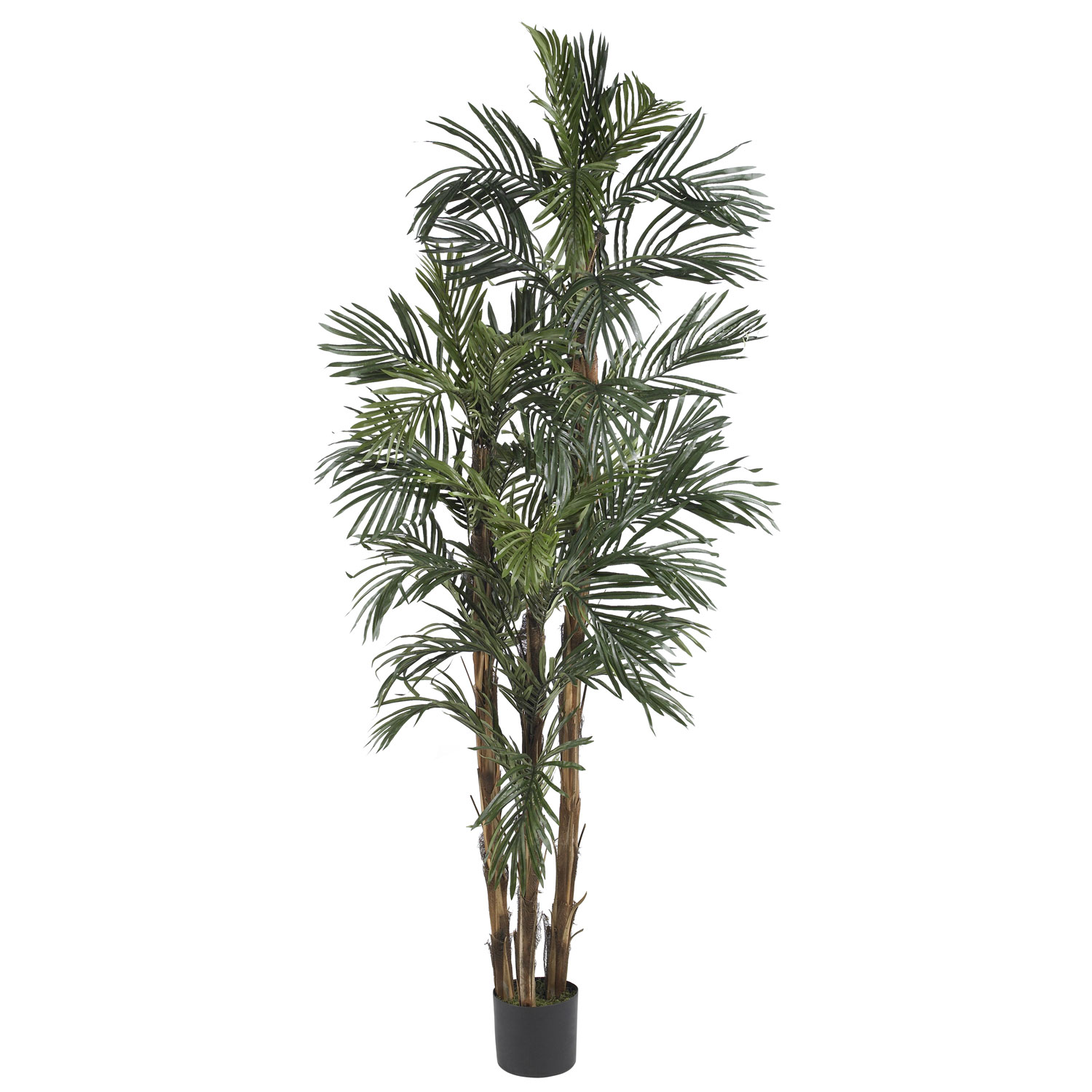 6 Foot Robellini Palm Tree: Potted
