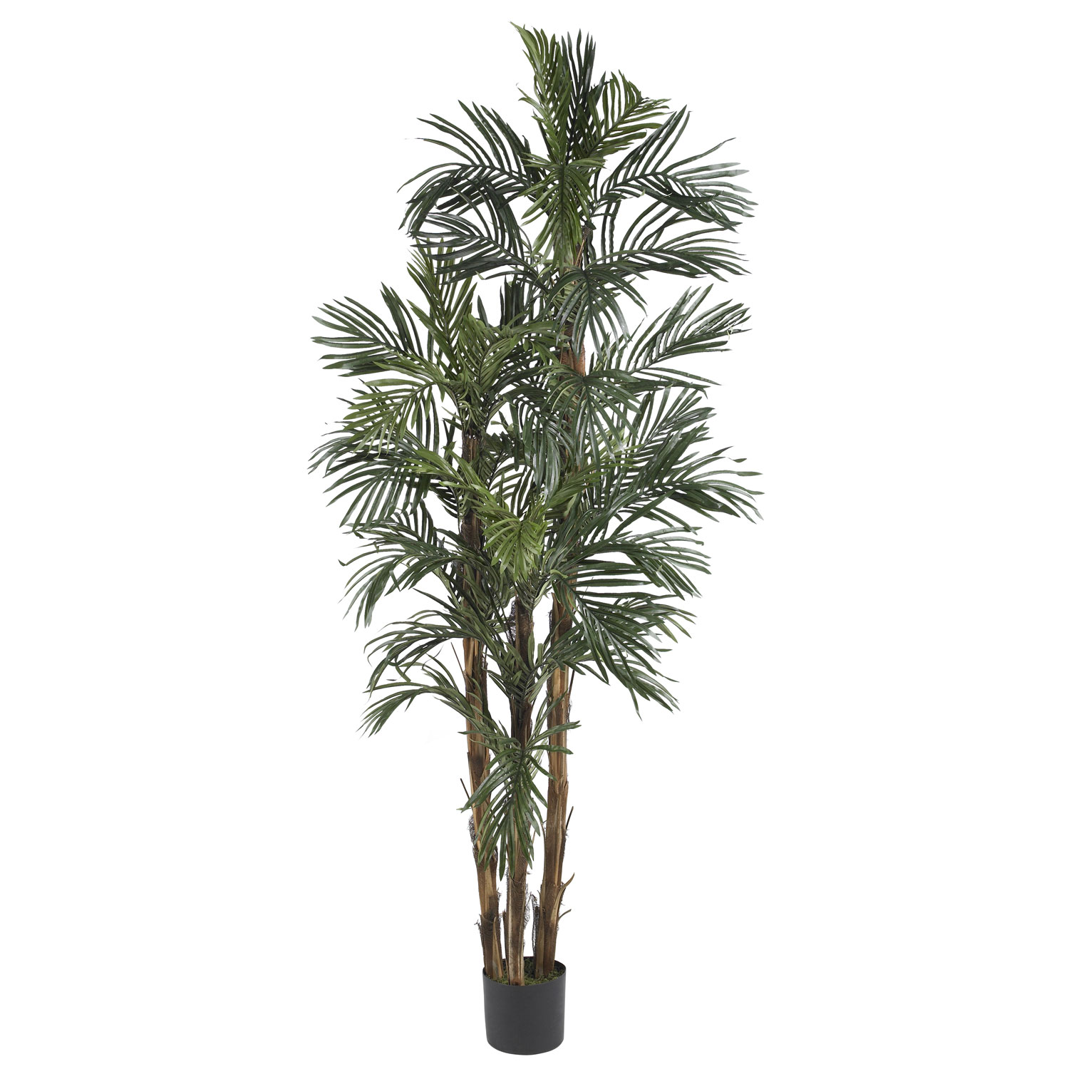 6 foot Robellini Palm Tree: Potted