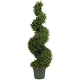 4 foot Rosemary Spiral Topiary: Potted