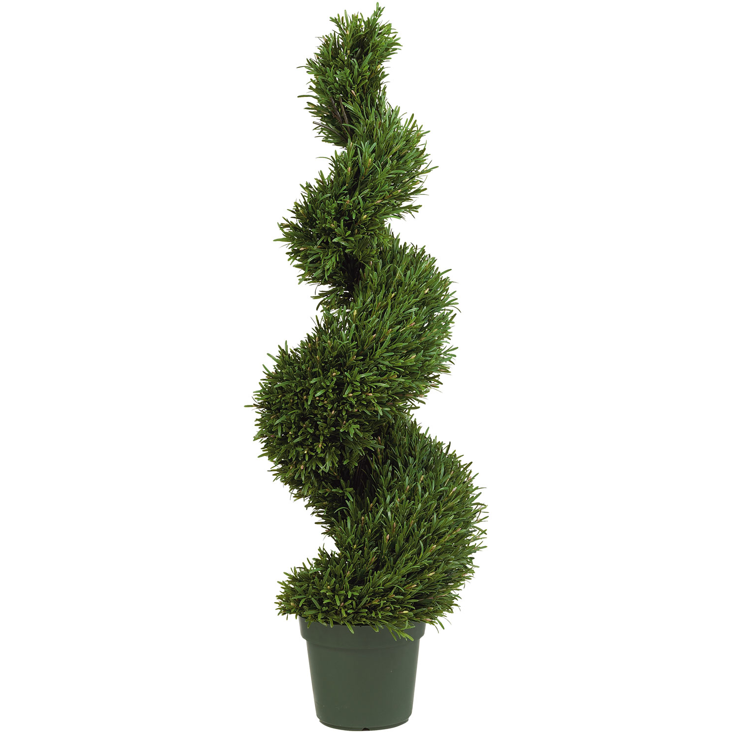 4 Foot Rosemary Spiral Topiary: Potted