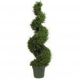 4 foot Rosemary Spiral Topiary: Potted