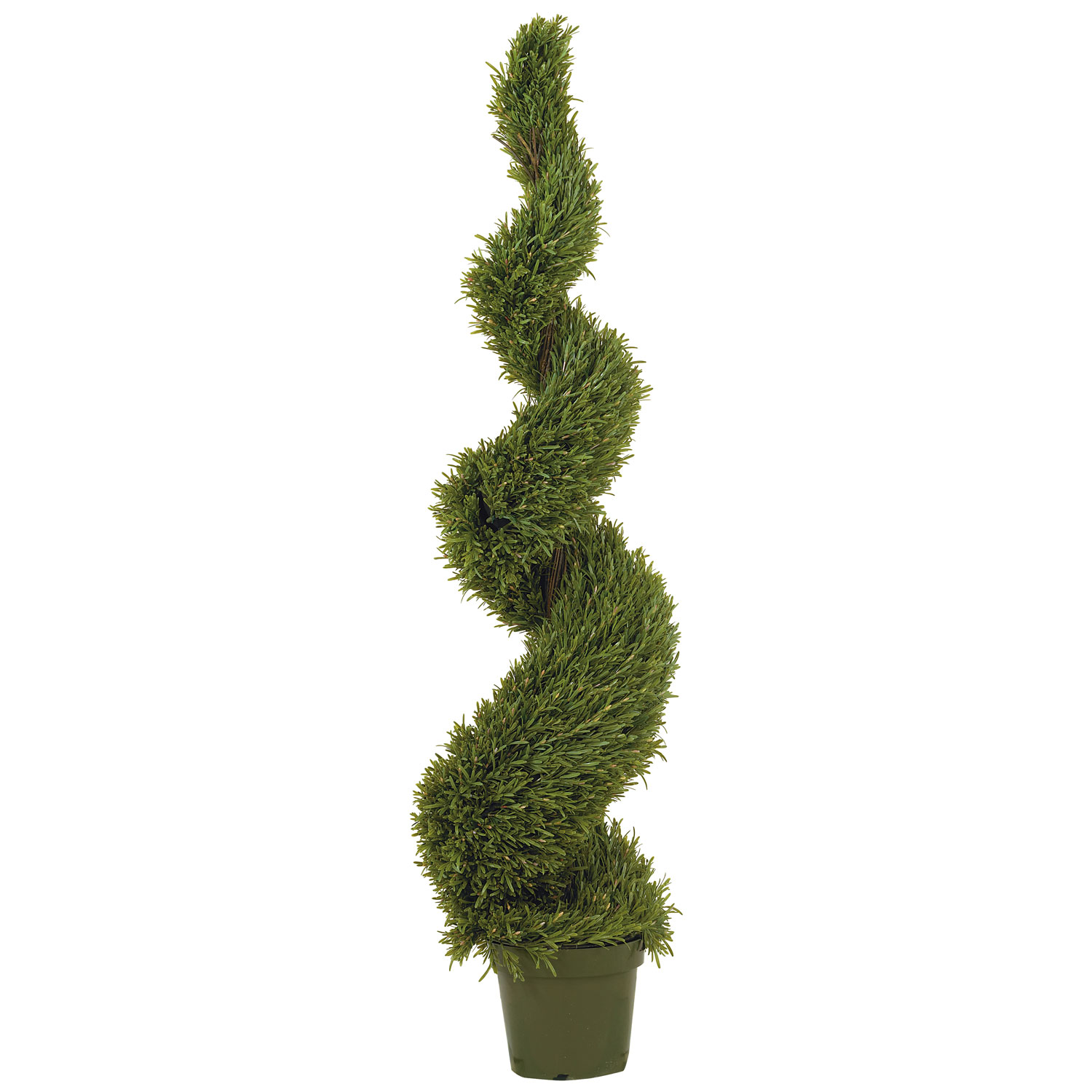 5 Foot Rosemary Spiral Topiary: Potted