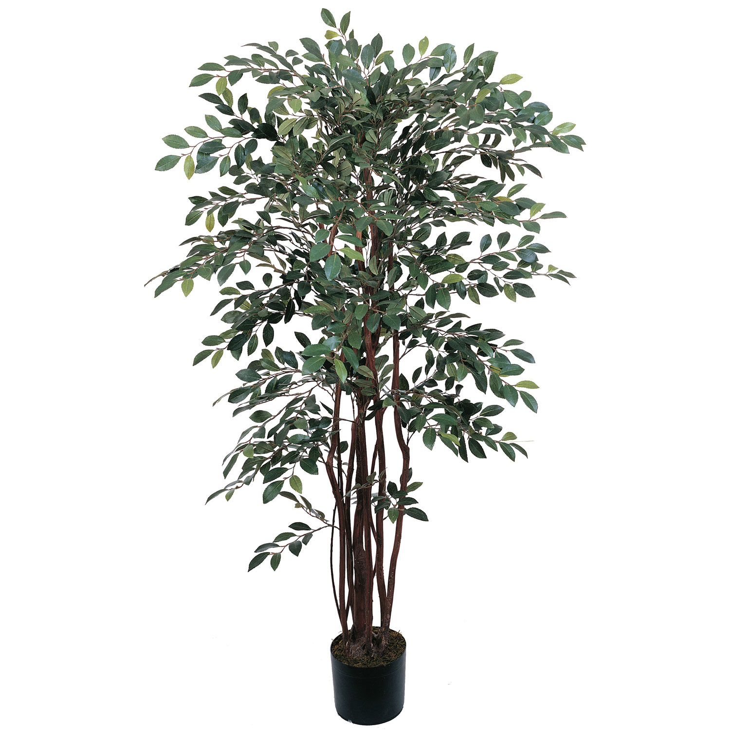 4 Foot Ruscus Tree: Potted