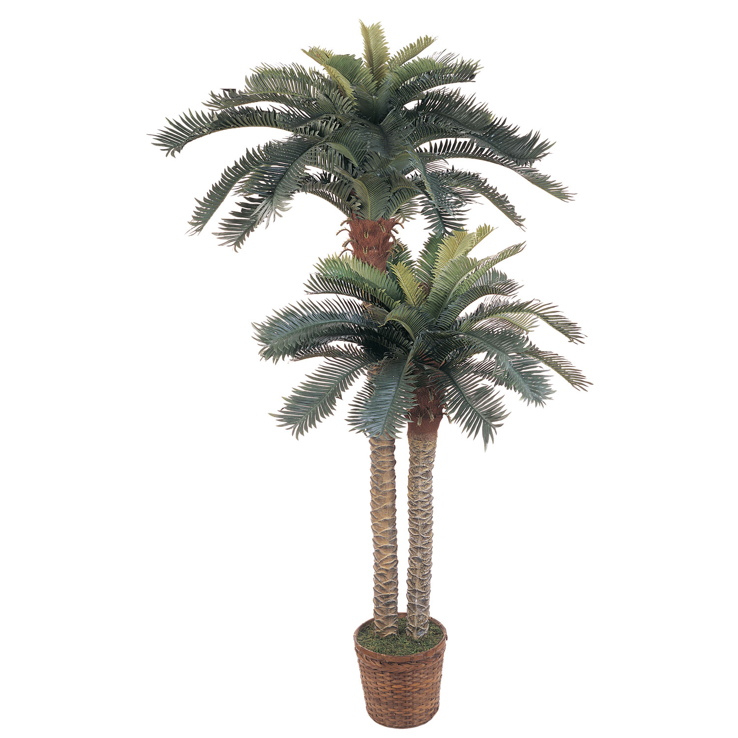 6 Foot And 4 Foot Double Sago Palm In Basket