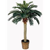 4 foot Sago Palm Tree in Basket