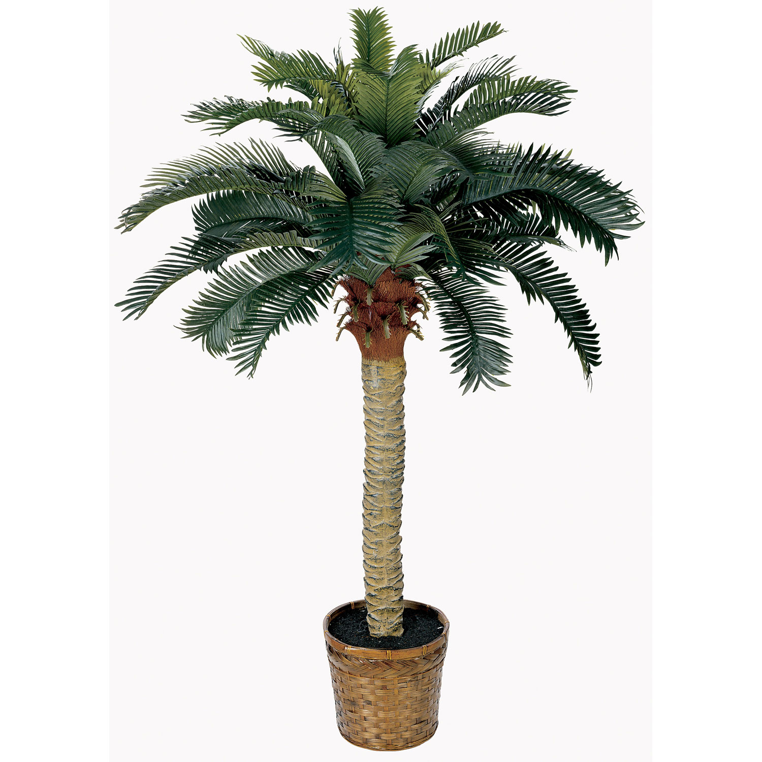 4 foot Sago Palm Tree in Basket 5043