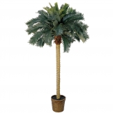 6 foot Sago Palm Tree in Basket