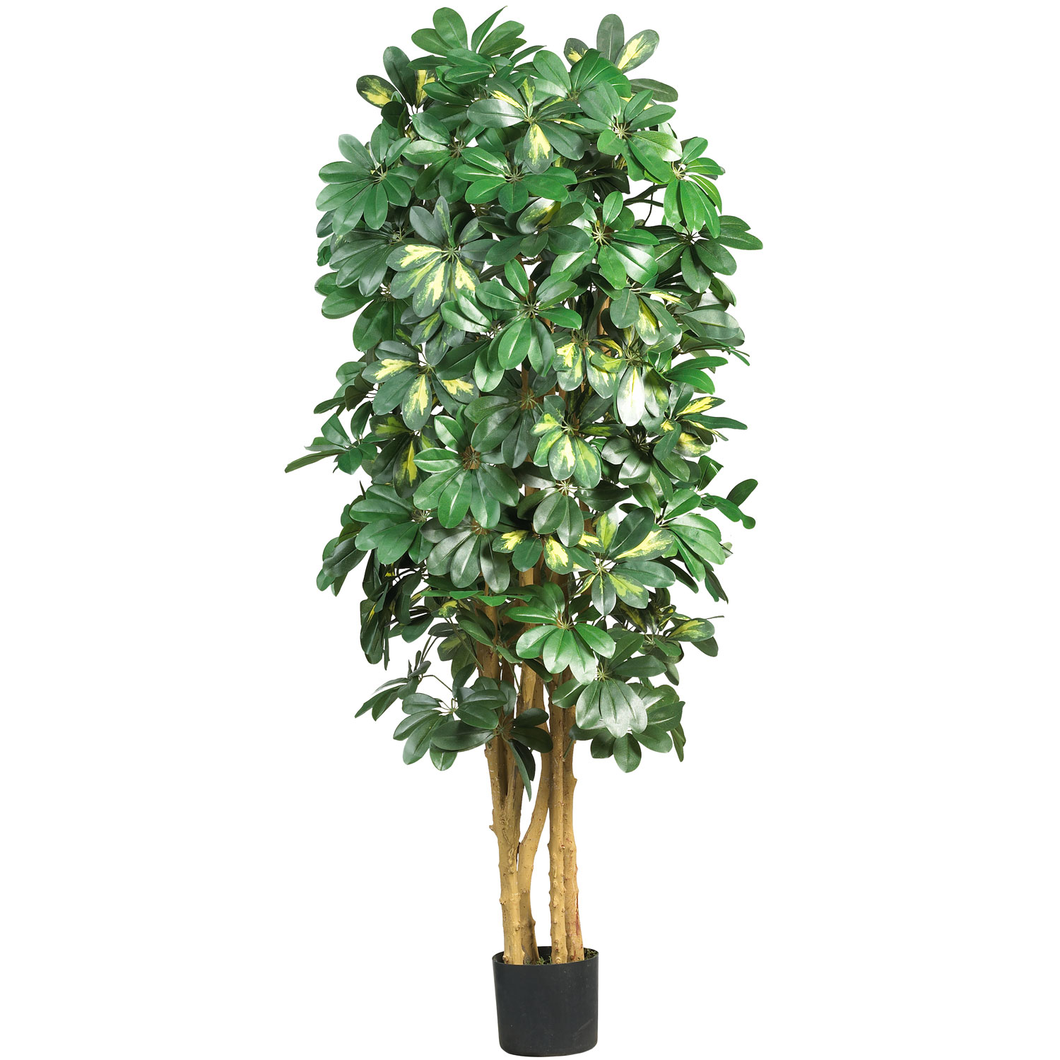 5 Foot Schefflera Tree: Potted