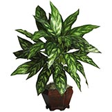 29 inch Silver King in Wood Planter