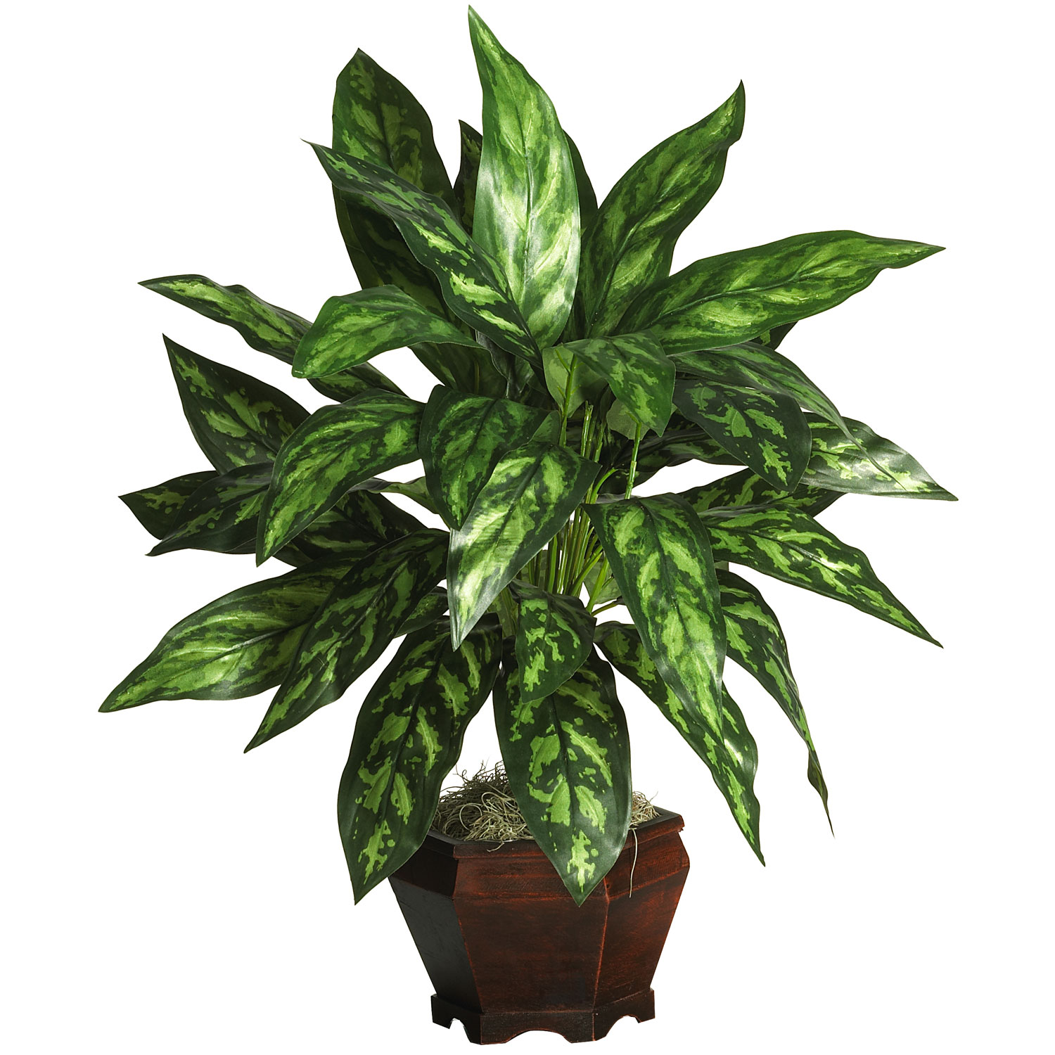 29 inch Silver King in Wood Planter